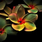 Κλασική Μουσική - The20thCenturyClassical.gr